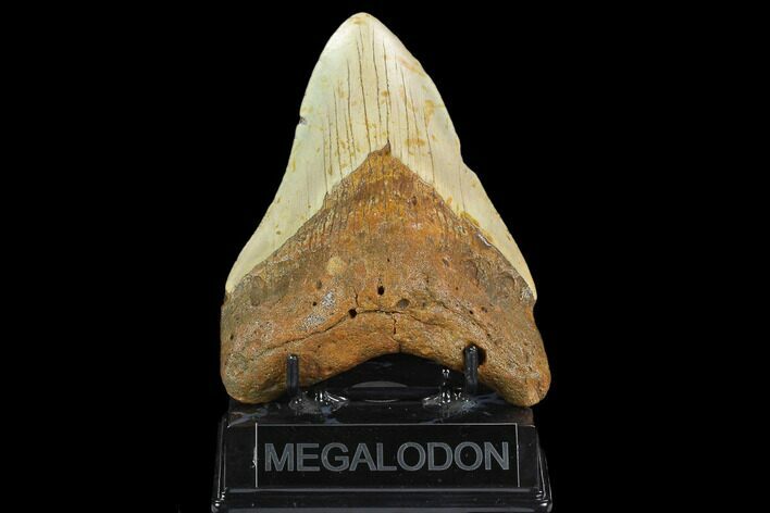 Fossil Megalodon Tooth - North Carolina #124966